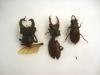 Lucanus cervus